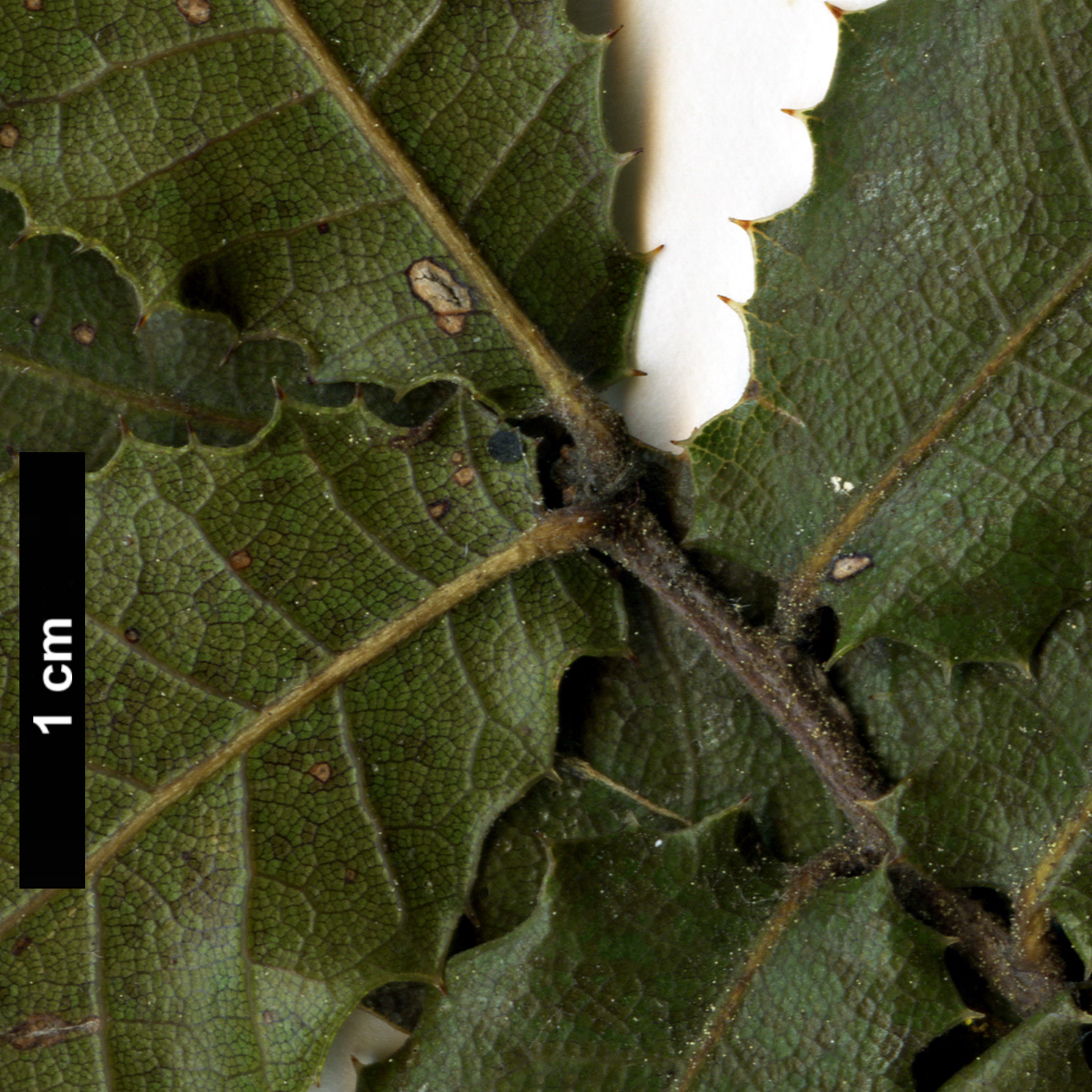 High resolution image: Family: Fagaceae - Genus: Quercus - Taxon: parvula - SpeciesSub: var. shrevei